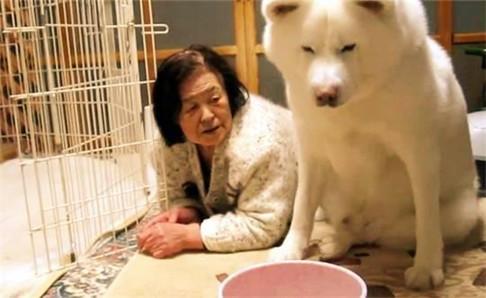 白秋田犬价格多少?购买之前要清楚