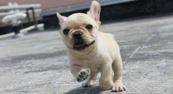小型犬养什么好?来看看这几种