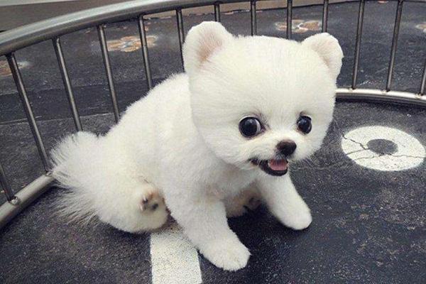 博美间歇性抽搐疼痛，可能是这些方面的问题