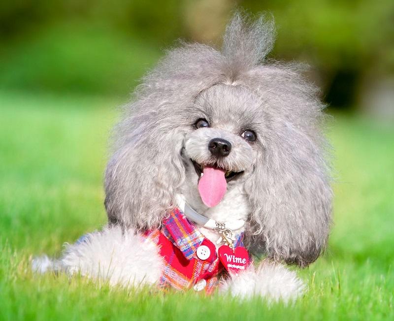 贵宾犬没有尾巴怎么办？其实不必过于慌张