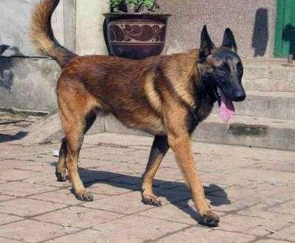 马犬和杜高哪个好?比比才知道