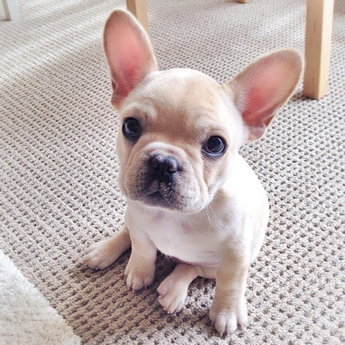 波士顿梗和法斗哪个贵?果真是一分钱一分货啊