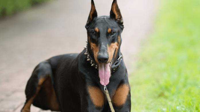 杜宾犬立耳要多久,这些小细节家长要注意