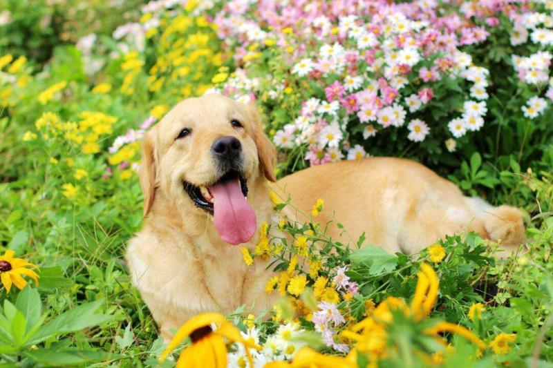 金毛犬喂什么狗粮?以这个条件去挑选准没错