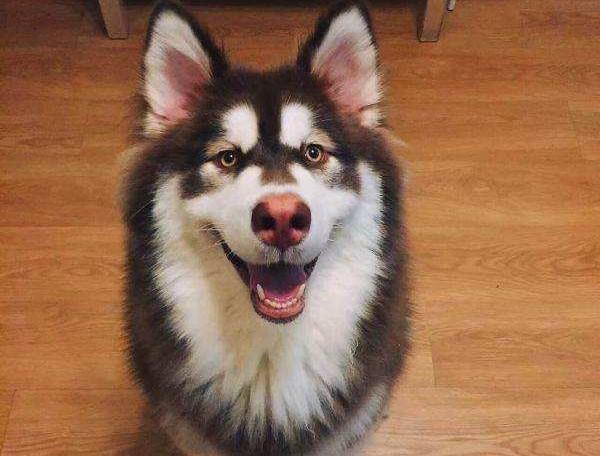 阿拉斯加犬适合家养吗?养之前看清楚想好了
