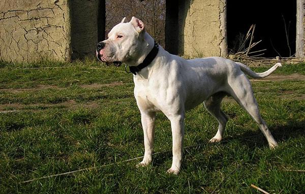 杜高犬护主吗?别怀疑它们的忠诚