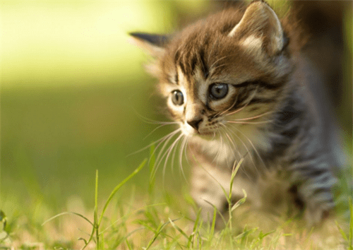 猫咪内脏受损的表现,主要体现在这里