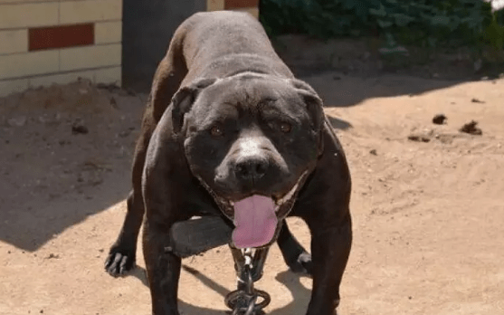 比特犬咬人么?养他的人都是这么说的