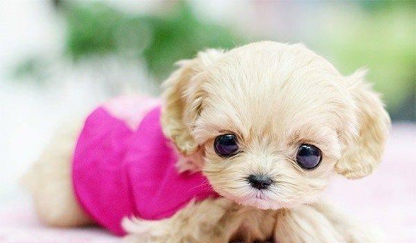 茶杯犬为什么这么小，市场有需求