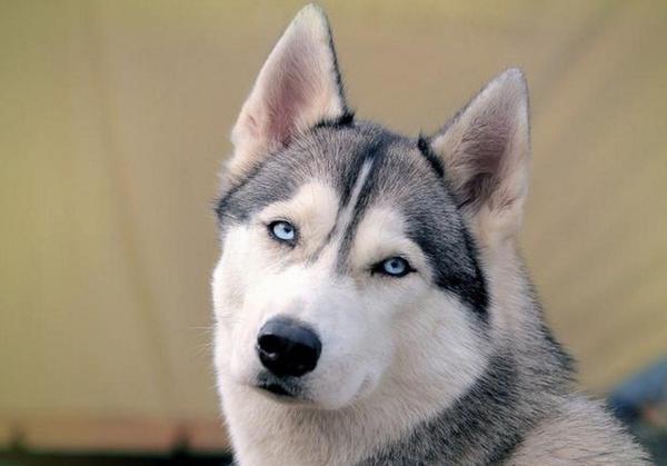 二哈和哈士奇一样吗？二也是有原因的