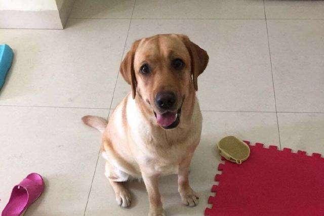 拉布拉多掉毛吗?说一点不掉那是骗人的