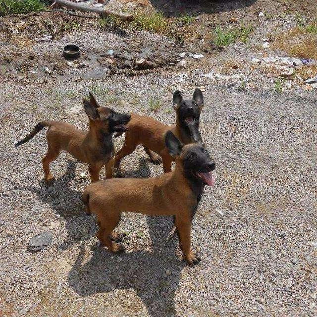 一窝马犬怎么挑选好的,按这个条件来