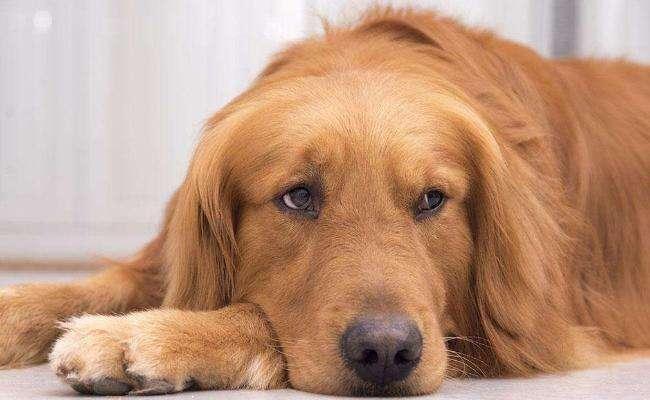 贵宾犬和金毛哪个狗好养?取决于这些方面