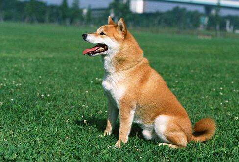 狗狗几个月开始训练？合适时间训练很重要