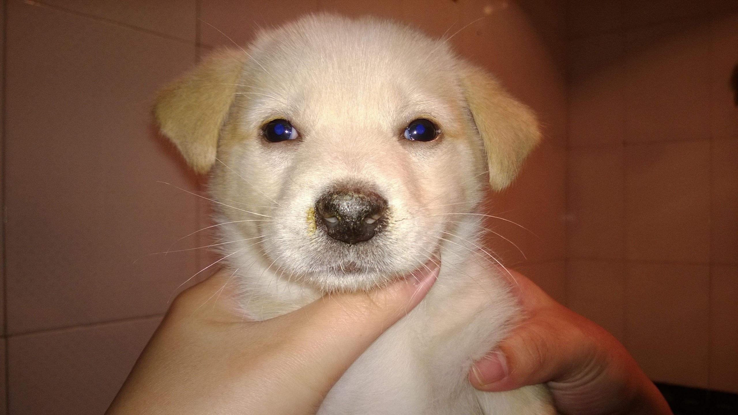 狗瘟能治好吗，这些干货值得收藏