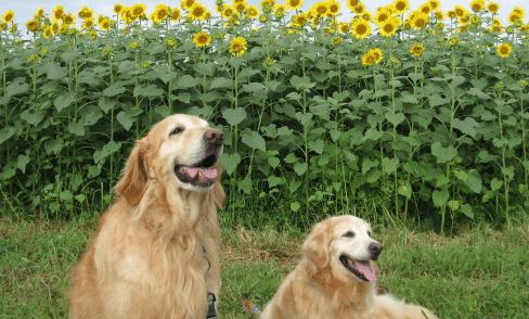 金毛犬训练方法，记住让他分分钟臣服方法