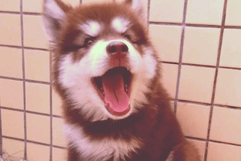 阿拉斯加喂什么长得快?不如试试这个