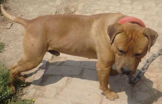 比特犬几个月开始训练,需抓住最好的时机