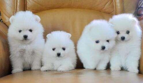 博美泪痕是什么原因？这几种原因很常见