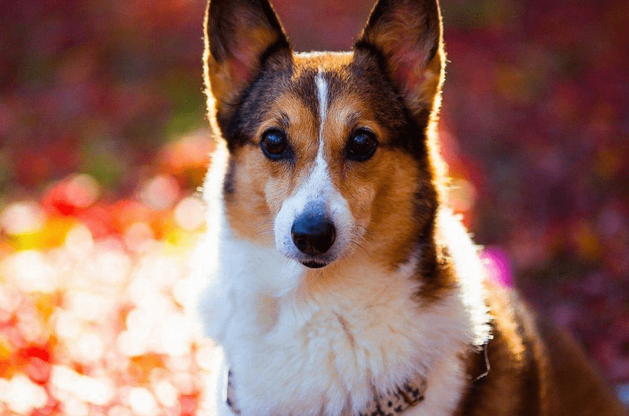 狗被蜱虫咬了怎么办？这些处理方法要早知