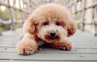 如何让泰迪犬定点大便，就得要循序渐进的来