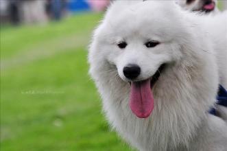 萨摩耶呜呜叫咋回事?不可轻视这些情况