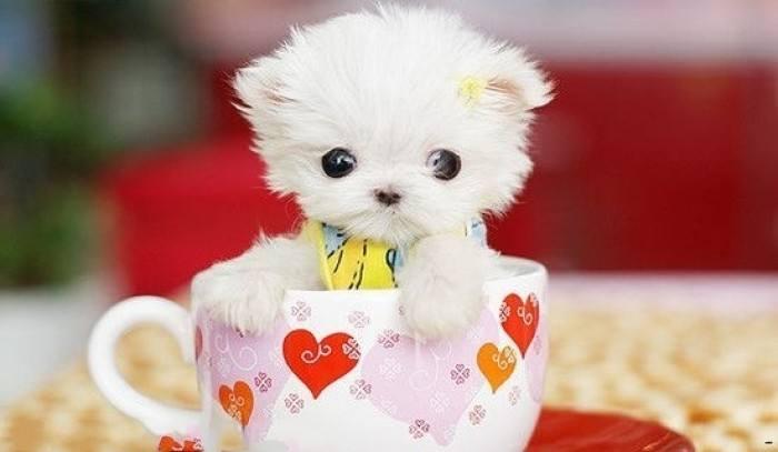 茶杯犬怎么来的,原因你想不到