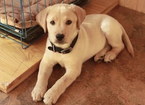 拉布拉多拉稀怎么办?方法在手不用慌