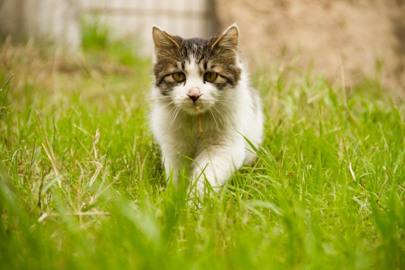 猫咪拉稀吃什么药?要根据原因来选择
