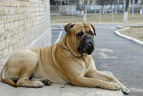 马士提夫犬会咬人吗?是福是祸一起来探索