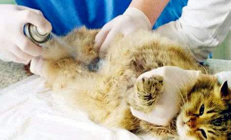 母猫绝育后多久能恢复,一周后又是你的小可爱