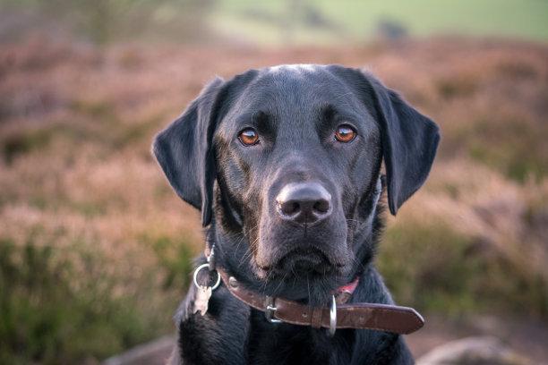 拉布拉多掉毛厉害吗？理性客观的来分析下