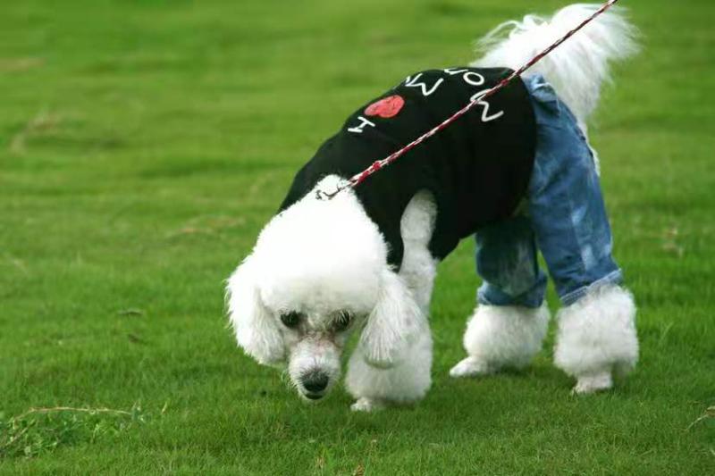 玩具贵宾犬会长大吗?基本是上定型了