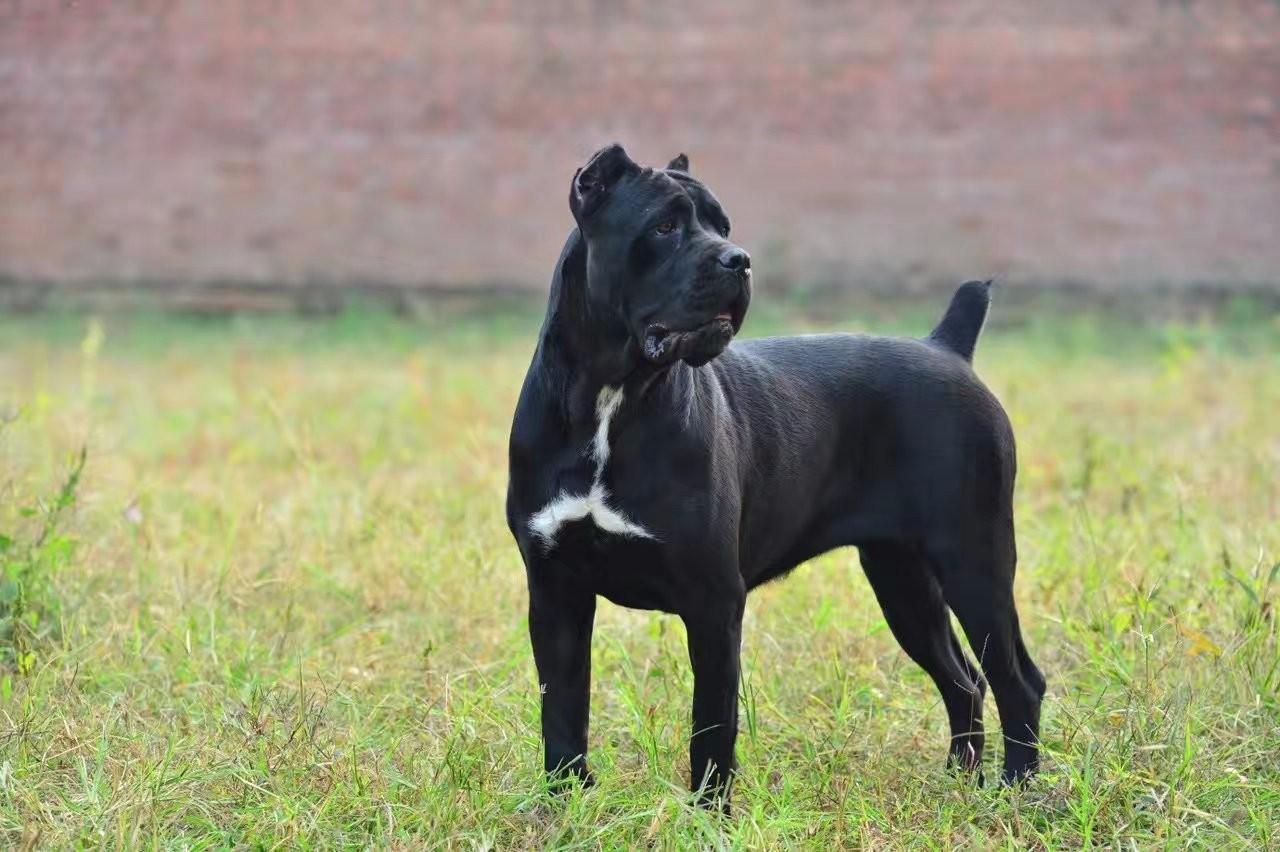 卡斯罗与中亚体型谁大,体型也不能代表一切