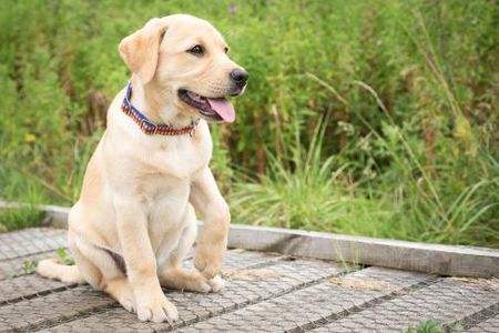 拉布拉多喂什么好？这些食物放心吃