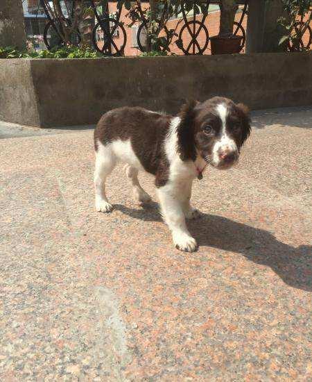 如何判断史宾格犬纯种,仔细观察这几处地方