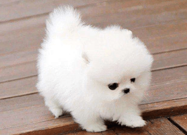 比熊可以和博美配种吗?这个主要取决于主人的意愿