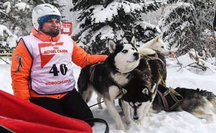 二哈是雪橇犬吗,人家的才是