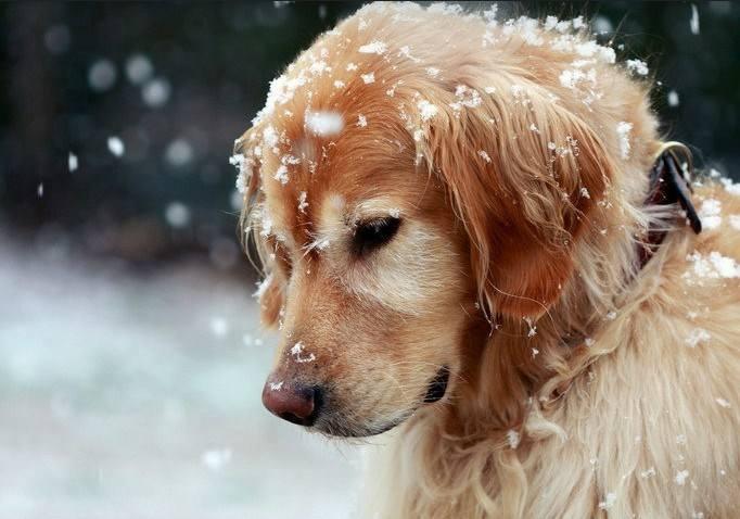 金毛犬不吃狗粮怎么办?先分析下原因