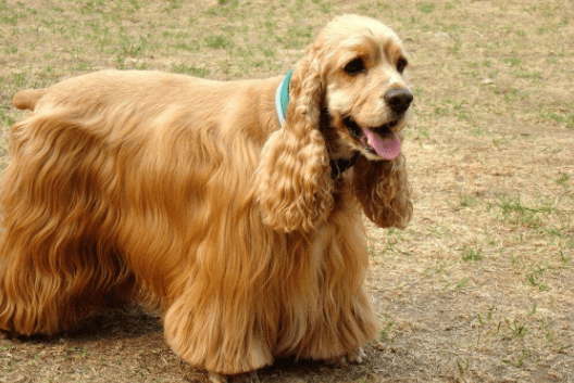 可卡和史宾格犬哪个好?不比较怎么看得出来