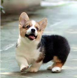 柯基犬爱叫吗,这不是它的天性