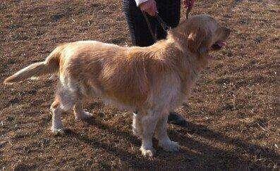 金毛第一胎能生几个?正常是这样的