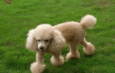 贵宾犬鼻子变色怎么办?有可能是这些原因