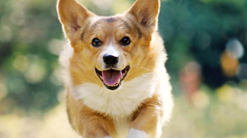 如何训练柯基犬？要有一套行之有效的举措