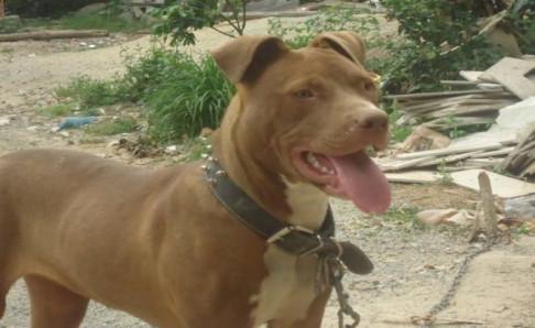 成年比特犬多重?浑身的力量感