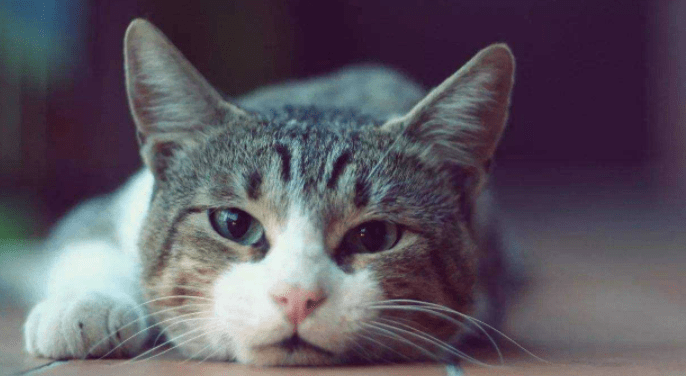 猫携带狂犬病毒吗？理论上来说是可能的