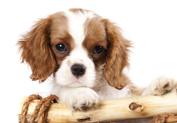 狗不吃饭怎么办? 这些情况你需知道