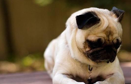 养巴哥犬对人的好处,不乏乐趣多多