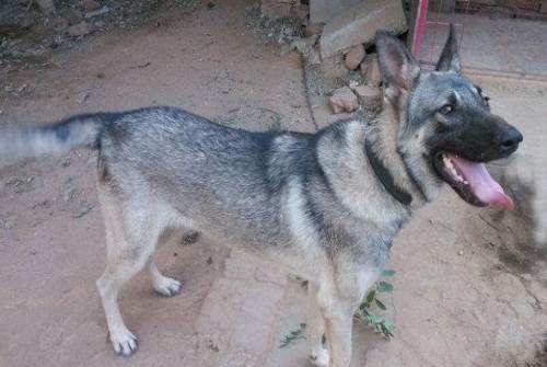 狼青犬训练方法，超强护卫就是它