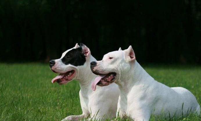 杜高犬十个不养的理由，这样的杜高你还敢养吗